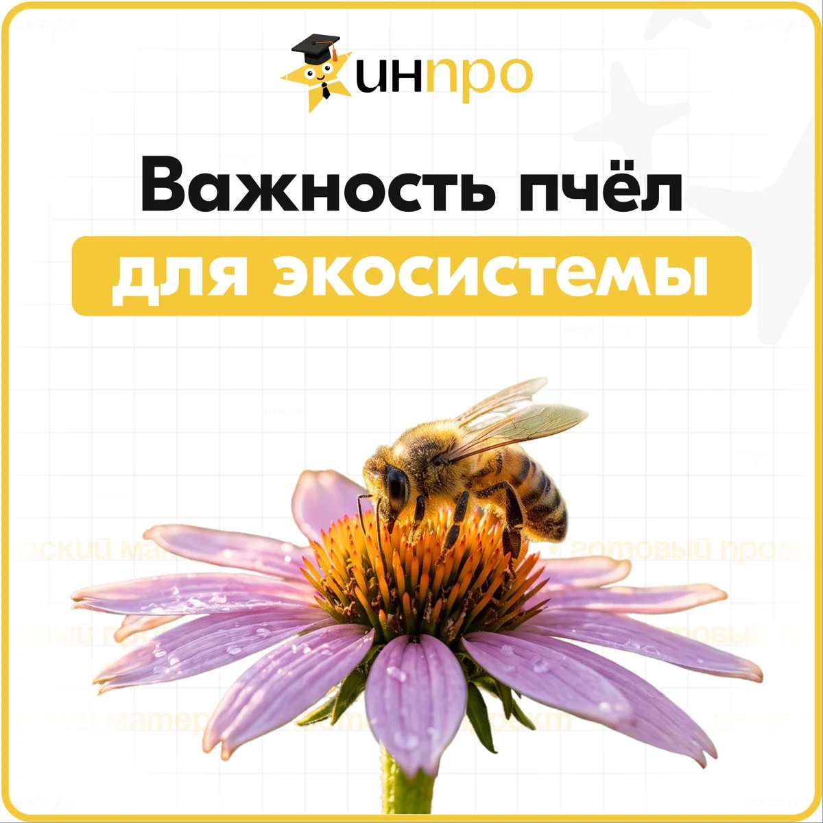 Обложка готового индивидуального проекта «Значение пчёл для людей и экосистем»